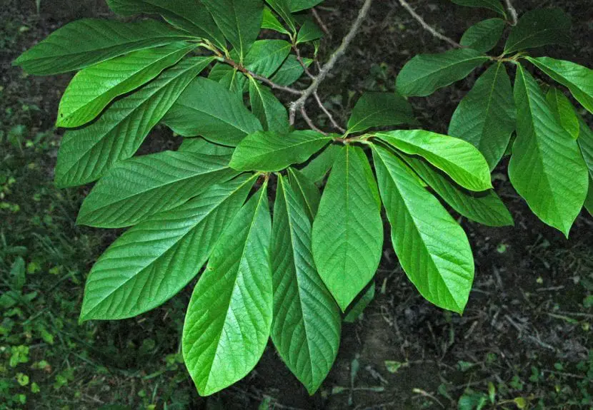 Caring for Asimina triloba, a tropical fruit tree very resistant to cold