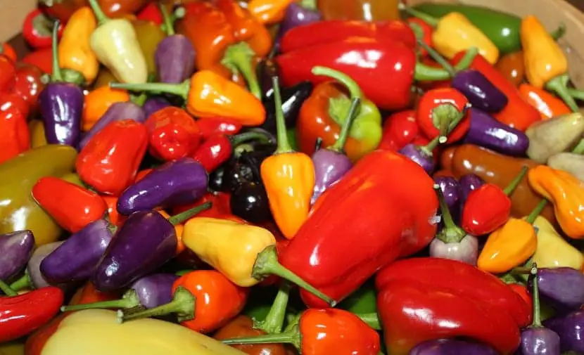 Know all the varieties of peppers that exist
