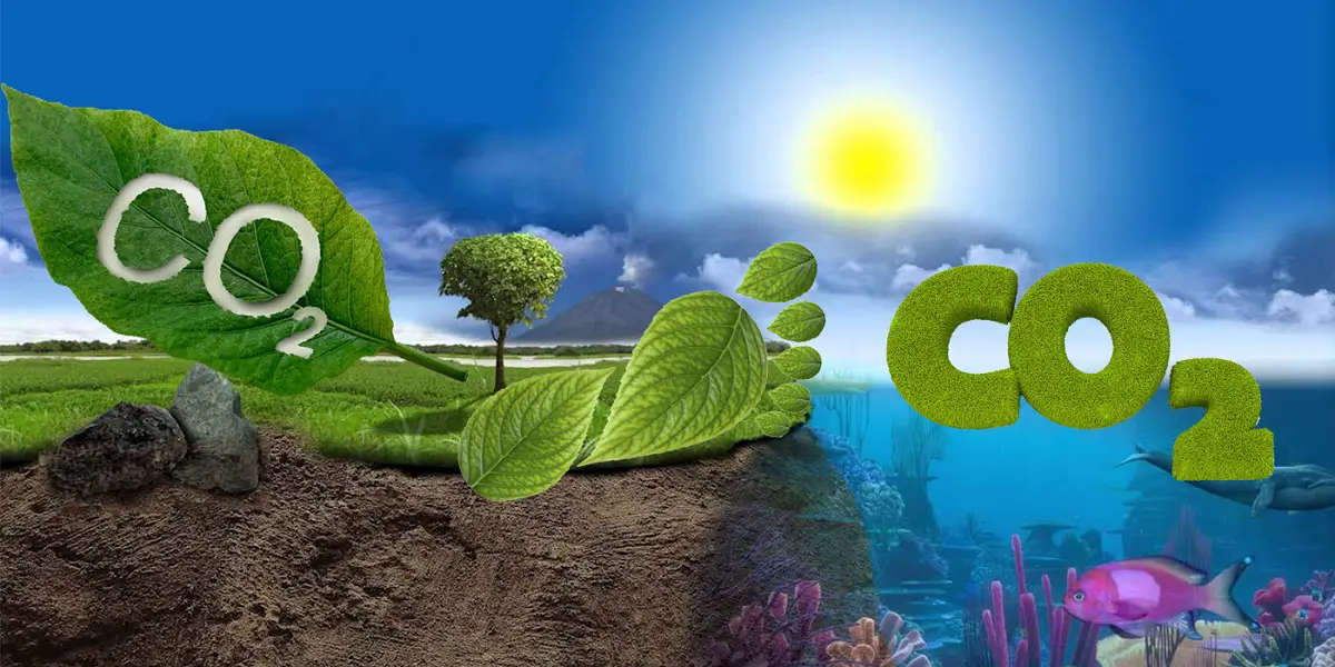 Carbon cycle: characteristics, balance and importance