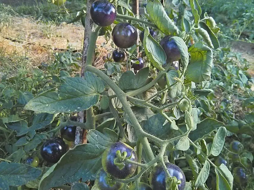 Discover the qualities and benefits of the blue tomato. They will surprise you !!