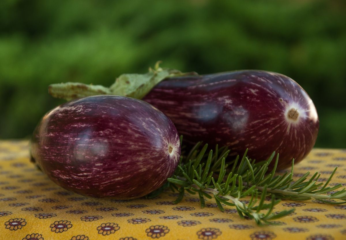 Types of eggplants | Gardening On