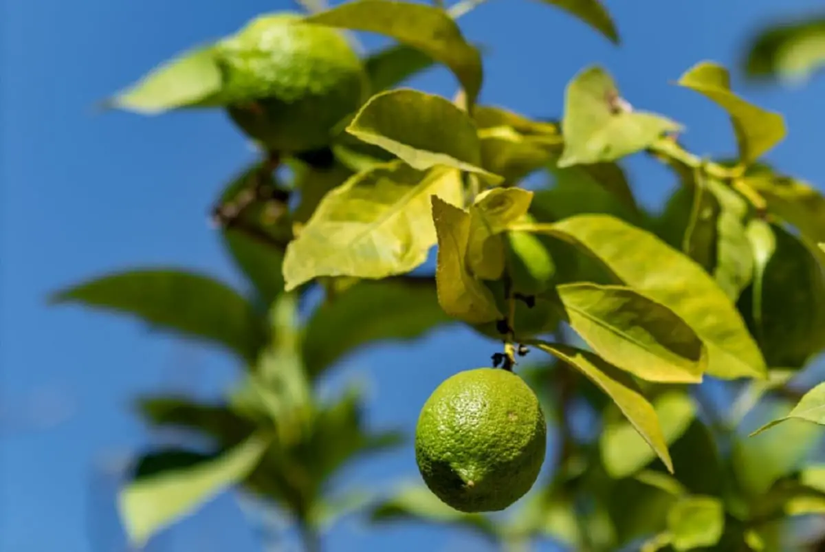 How to care for a lime tree
