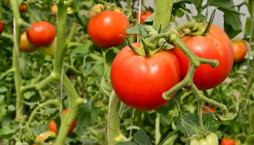 Tomato pests and how to fight them easily
