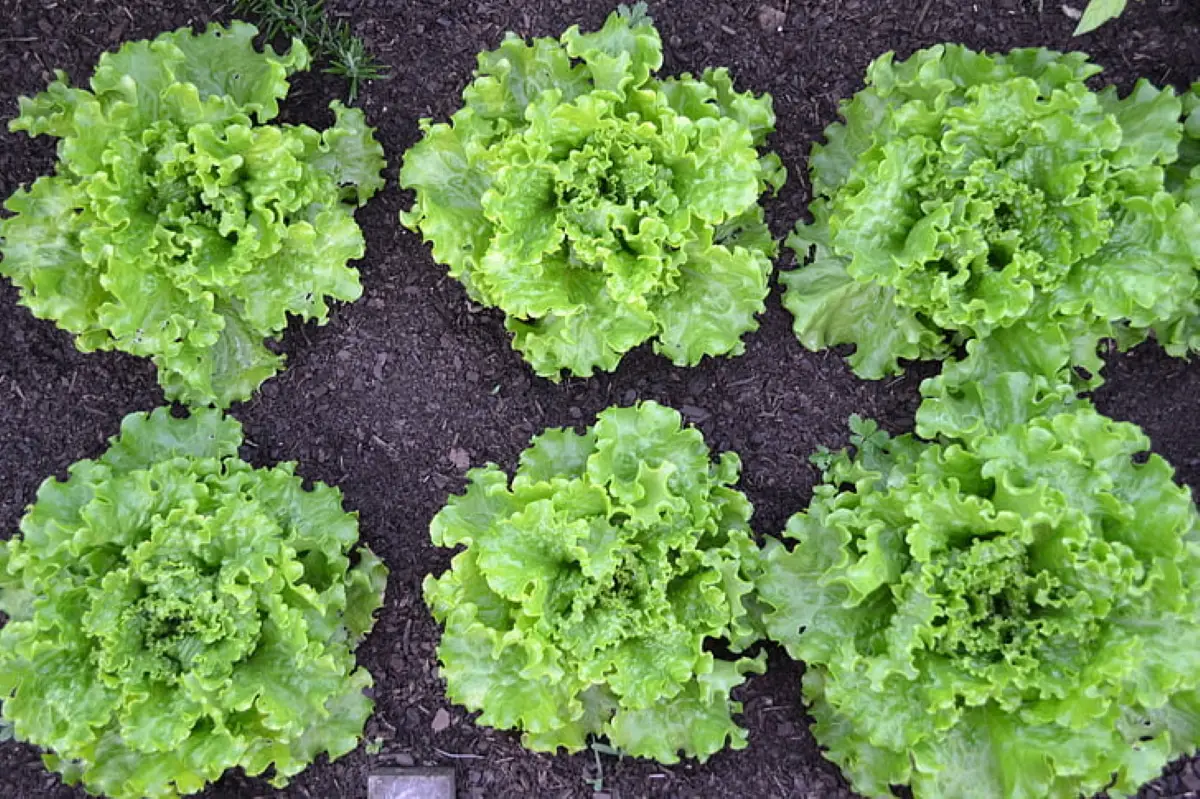 When lettuce is tied: explanation and way to tie it.