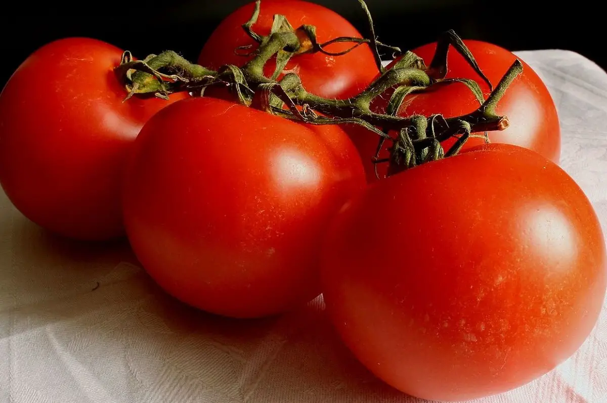 The 5 main varieties of tomatoes