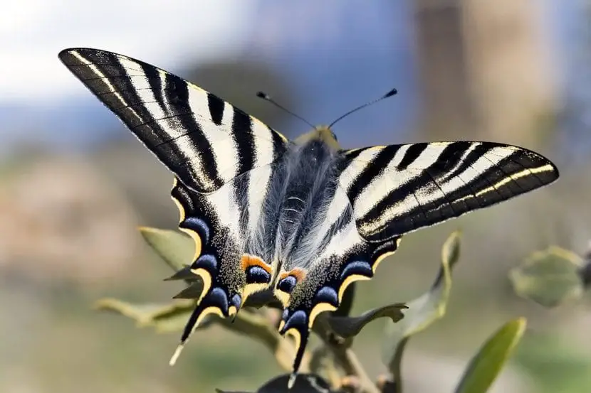 How to repel the Iphiclides feisthmelii or milk-sucking butterfly?