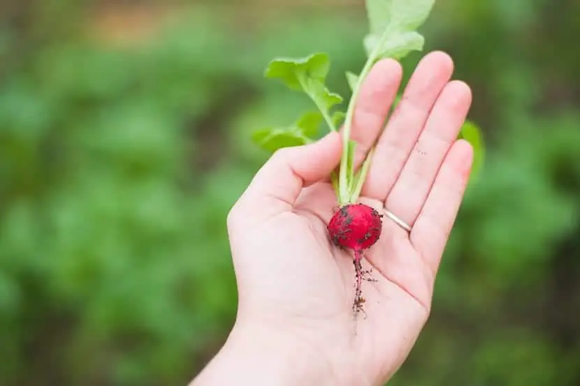 How to plant radishes? | Gardening On