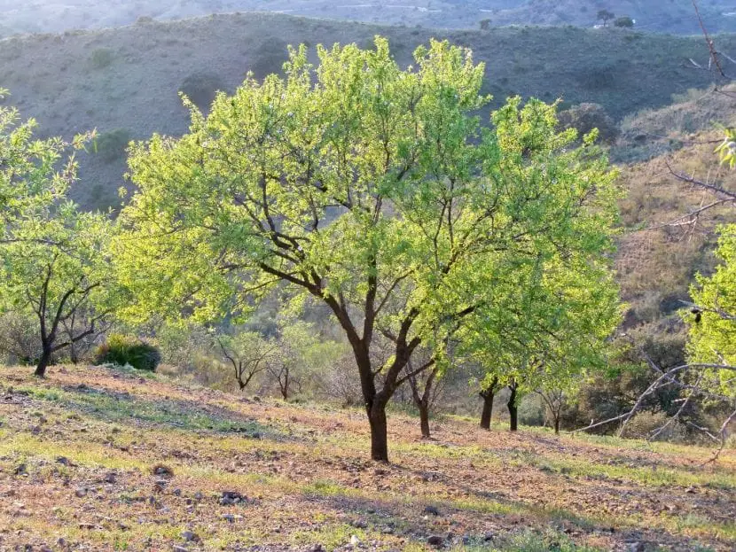 What are and how do you fight almond tree pests?