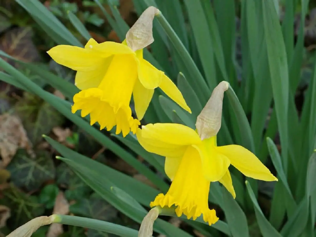 Narcissus pseudonarcissus: characteristics, uses and care