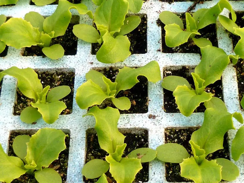 What are they and what characteristics do seedlings have?