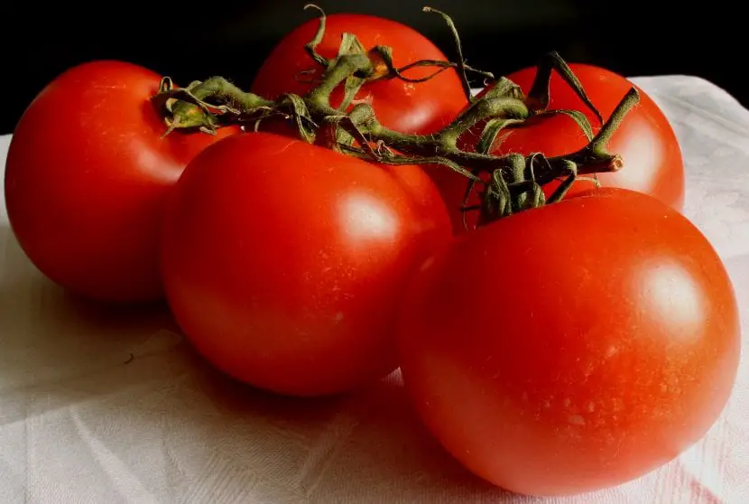How to grow tomato? | Gardening On
