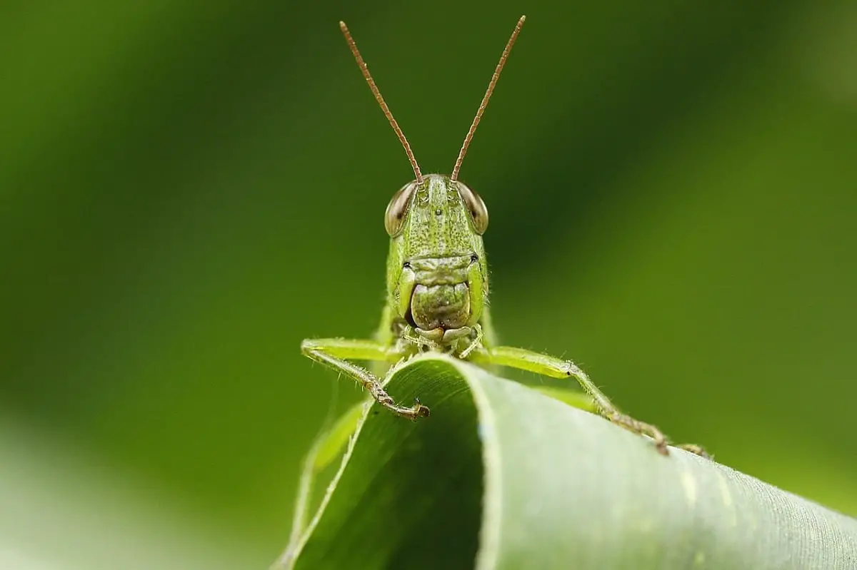 How to remove locusts from my plants