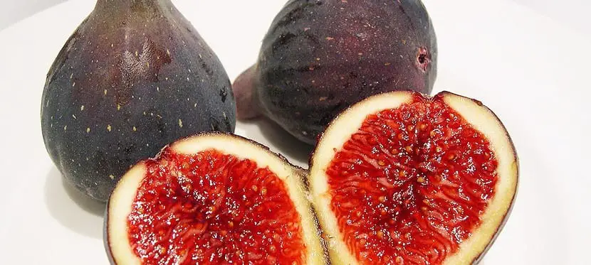 Characteristics, uses and properties of the fig