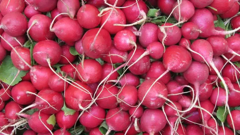 Learn how to grow radish