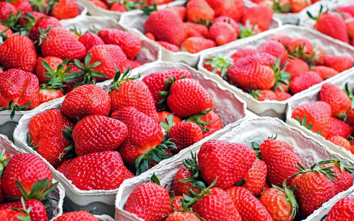 Strawberry varieties | Gardening On
