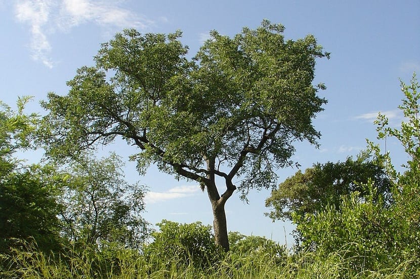 Characteristics, cultivation and uses of marula