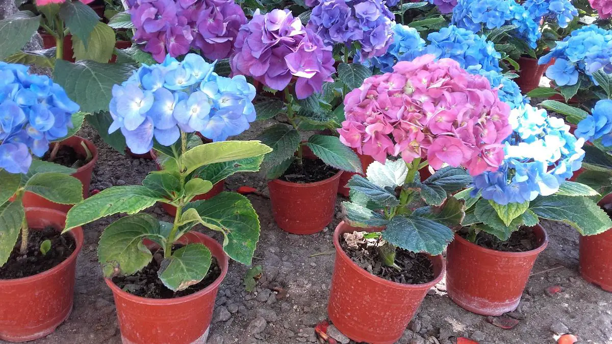 How to plant hydrangeas: the best tips and tricks