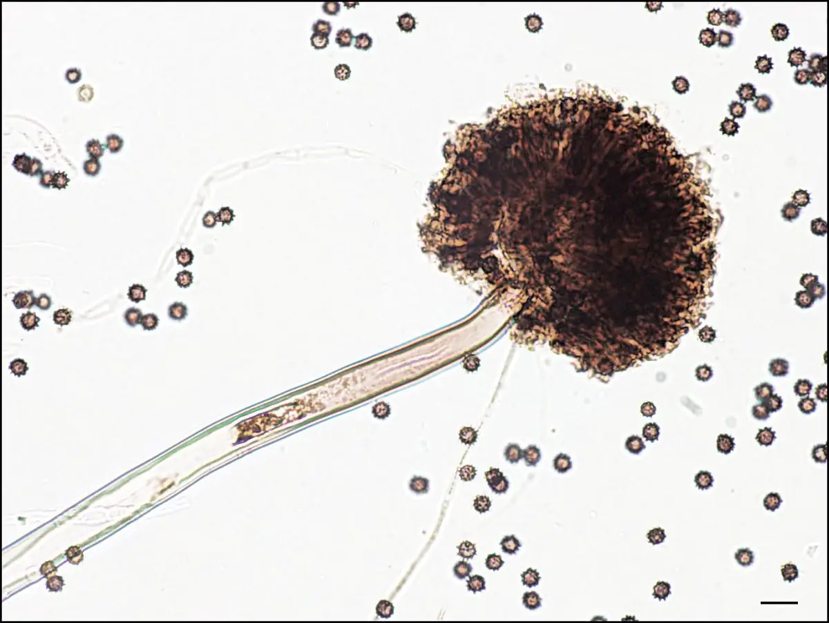 Aspergillus niger: characteristics, life cycle and disease in plants