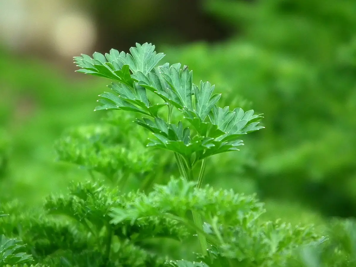 Growing parsley: How to grow it, how long it lasts, care and properties