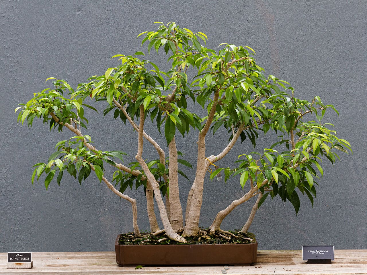 Ficus benjamina bonsai care | Gardening On