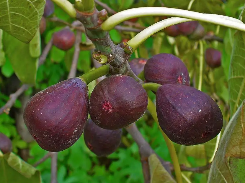 How to get a good harvest of figs