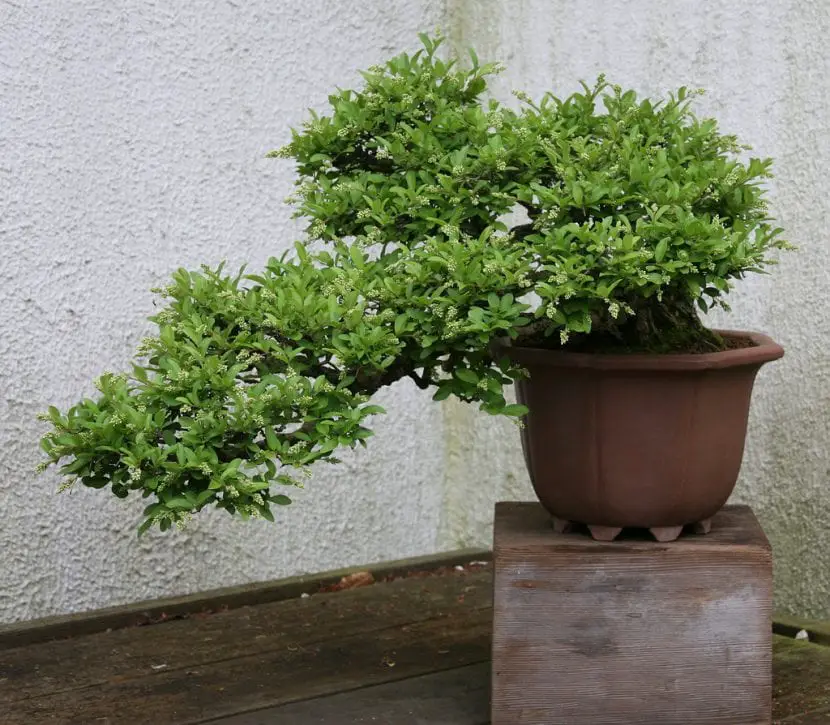 How do you care for the Ligustrum bonsai?