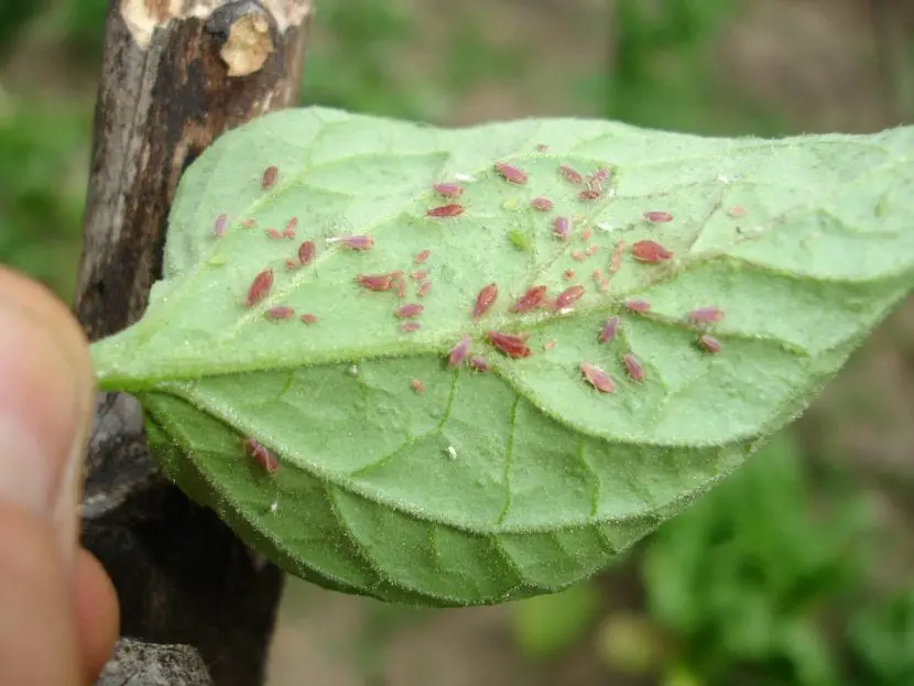Symptoms and Treatment of Red Aphid