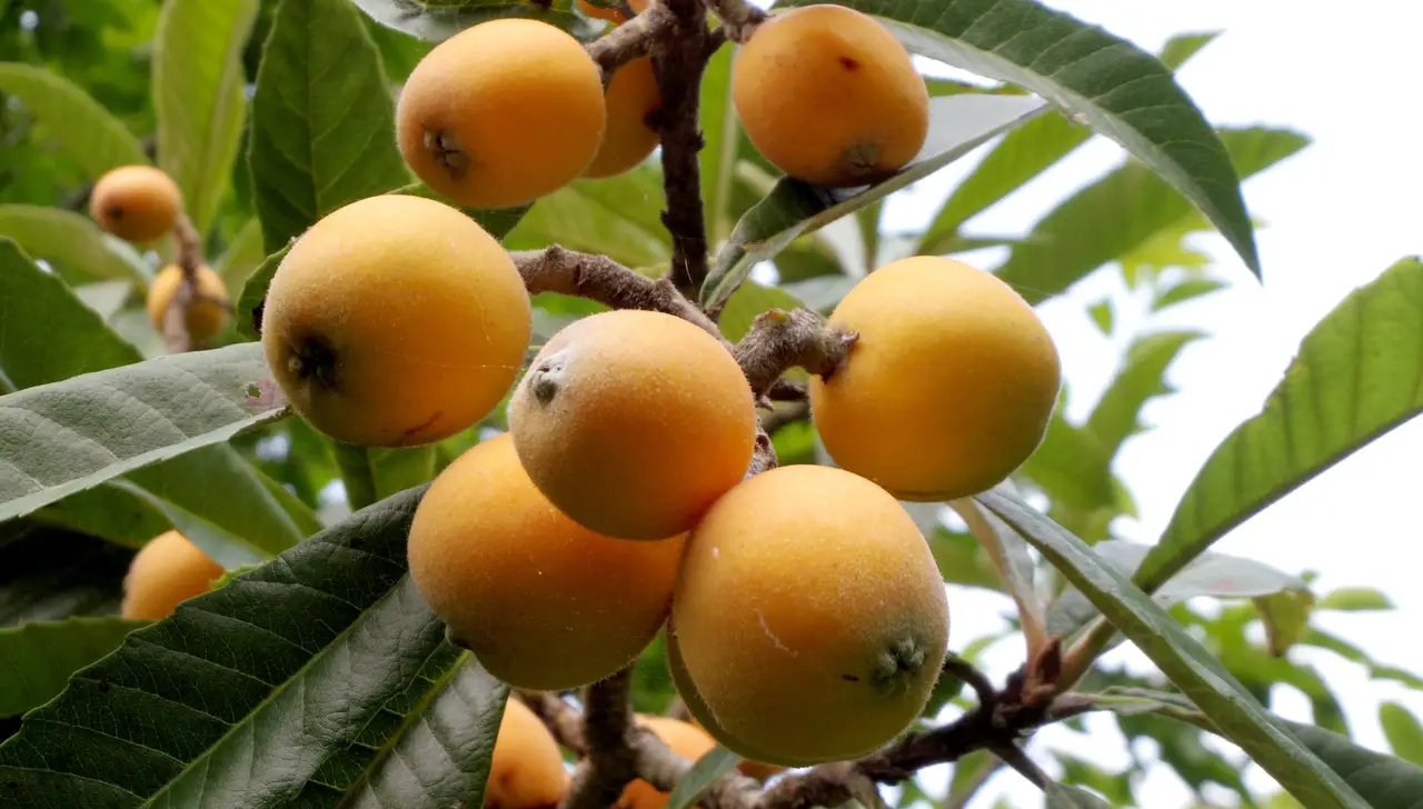 When and how to plant medlars?