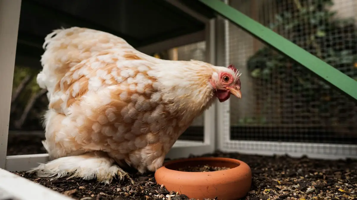 Chicken coop: the most recommended and buying guide