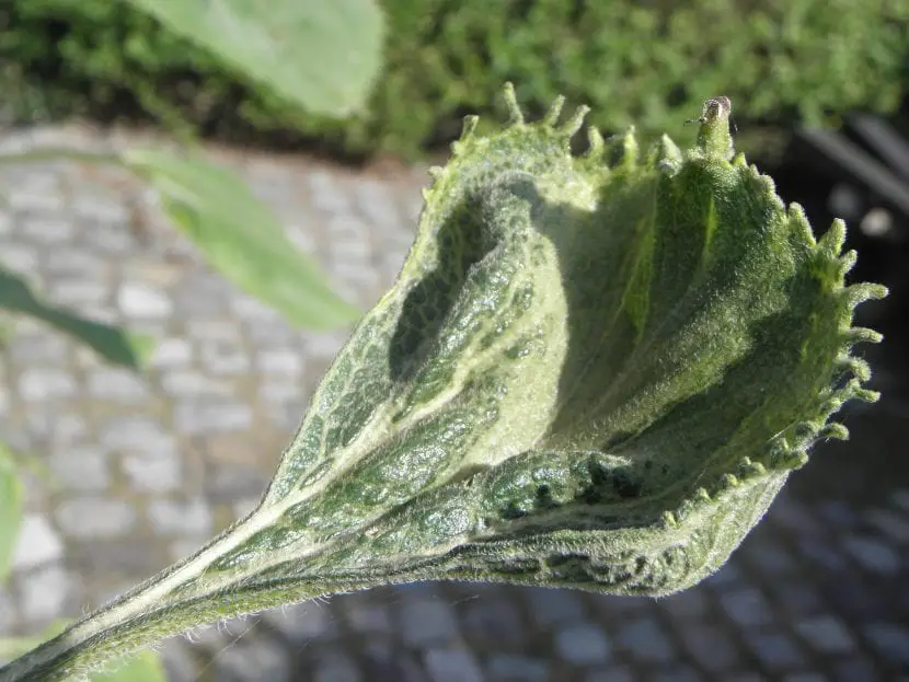 What is mildew and how do you combat mildew?