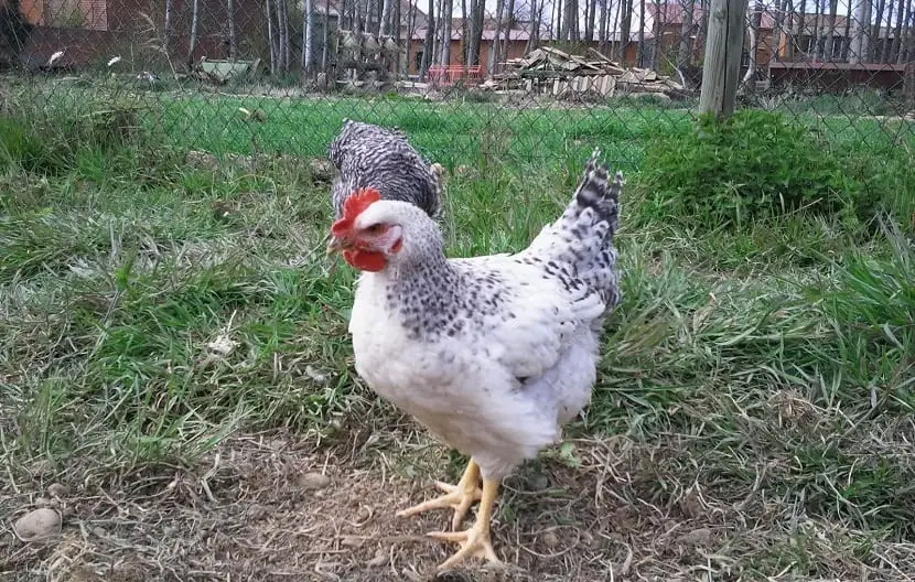 Tips to take care of and have chickens in your garden