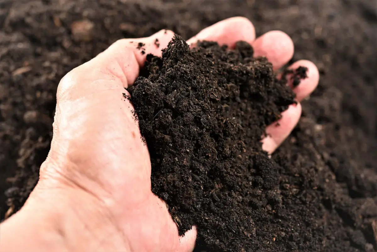 Organic matter: what it is, characteristics, classification and examples