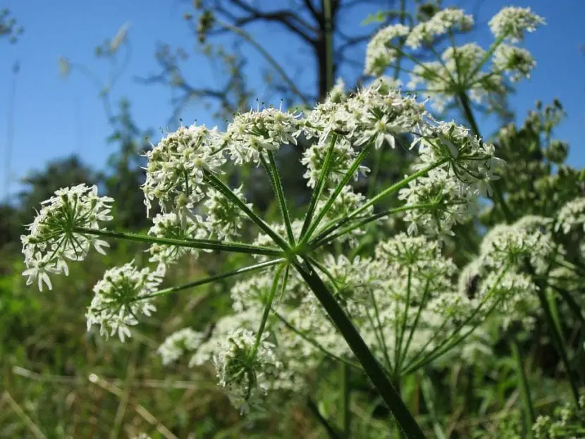 How are the plants of the Apiaceae family?