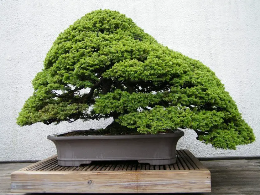 When to pay a bonsai?