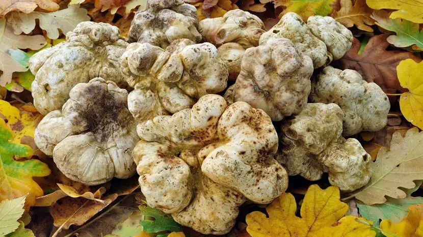 The white truffle, the most expensive delicacy in the world.