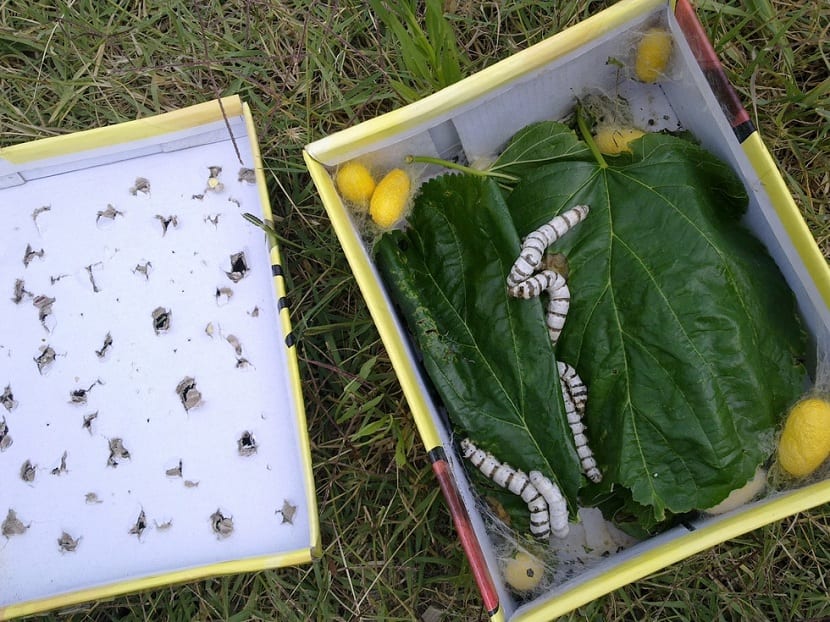 Silkworms. Tips to take care of them step by step