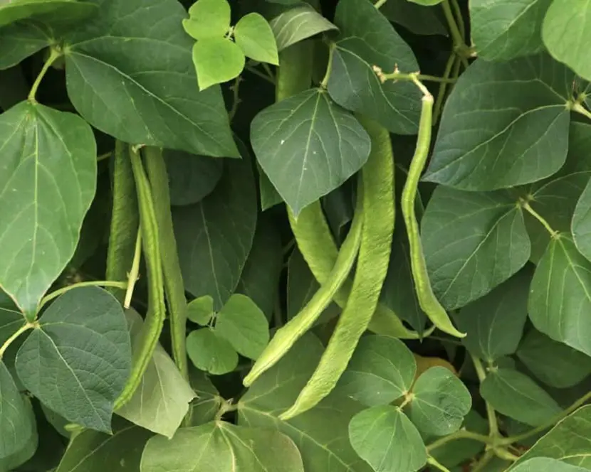 Characteristics and cultivation of beans (Phaseolus vulgaris)