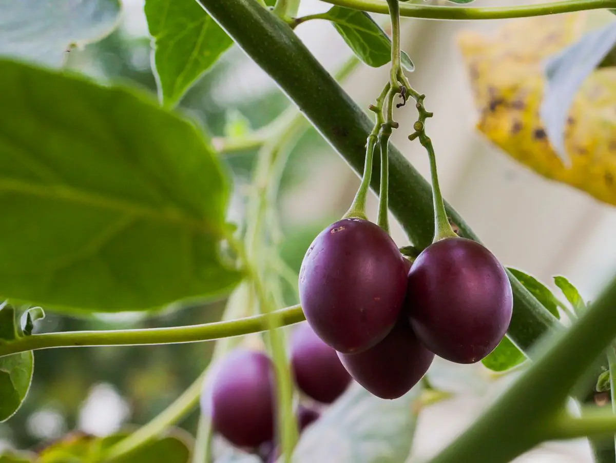 Meet the tamarillo or tree tomato, a very special plant