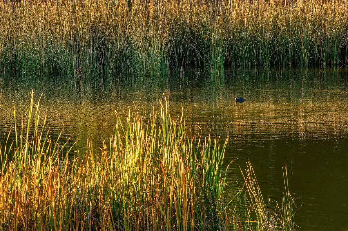 Wetland: what is it, characteristics, importance and types of wetlands
