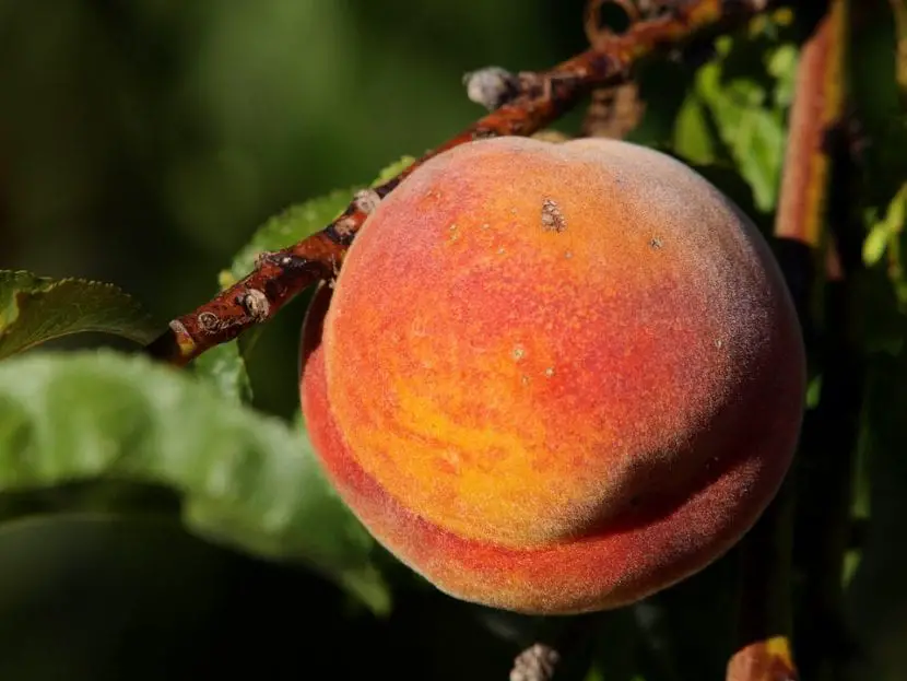 What are the diseases of the peach tree?