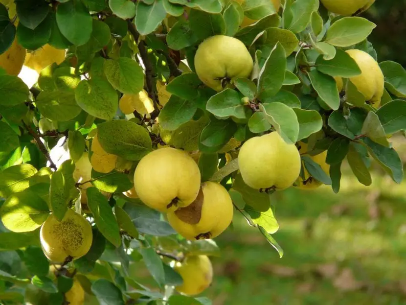 Quince Growing Guide | Gardening On