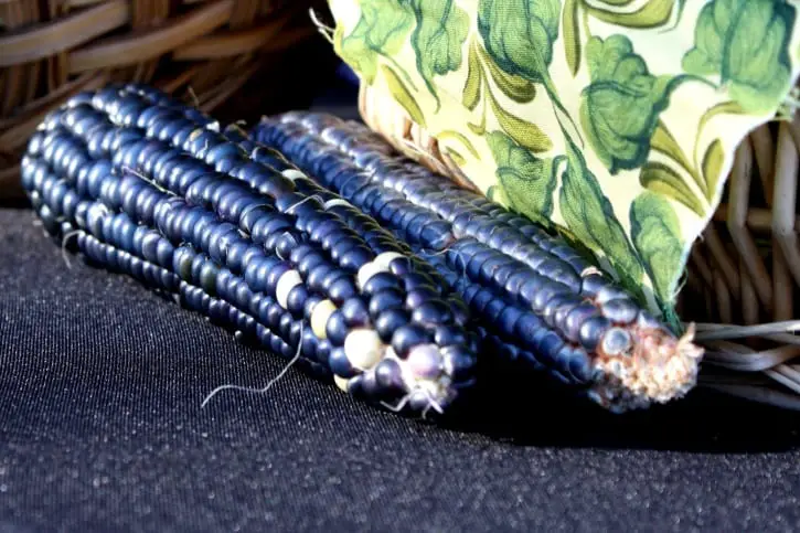 Blue corn (Zea mays) | Gardening On