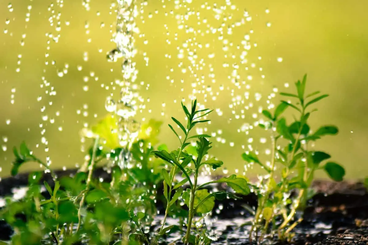 How to buy liquid fertilizer for plants
