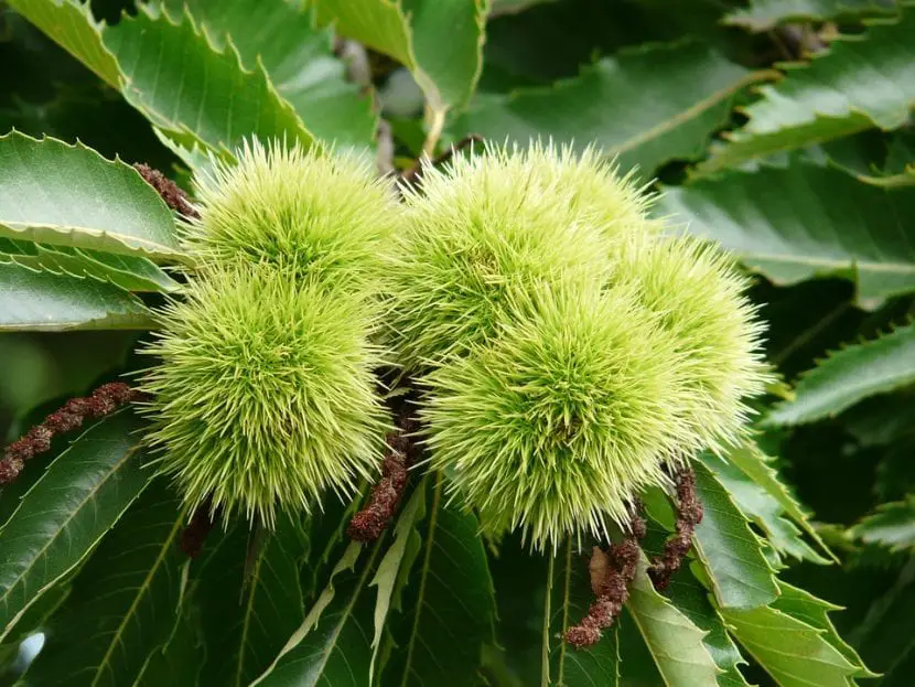 How is the chestnut tree cared for?