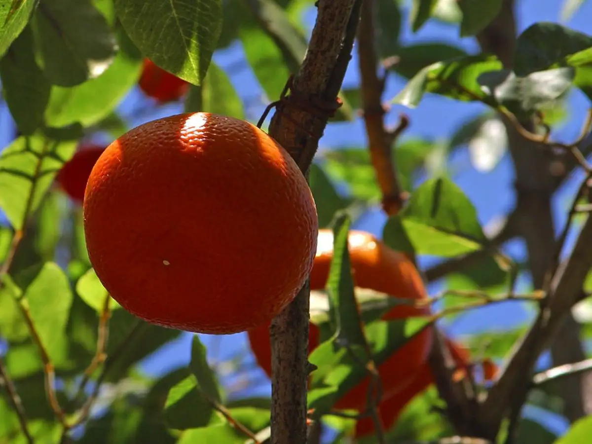 Potted mandarin: care, diseases and pests