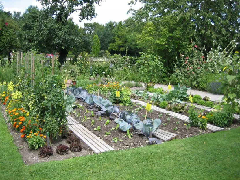 How to take care of the garden in summer?