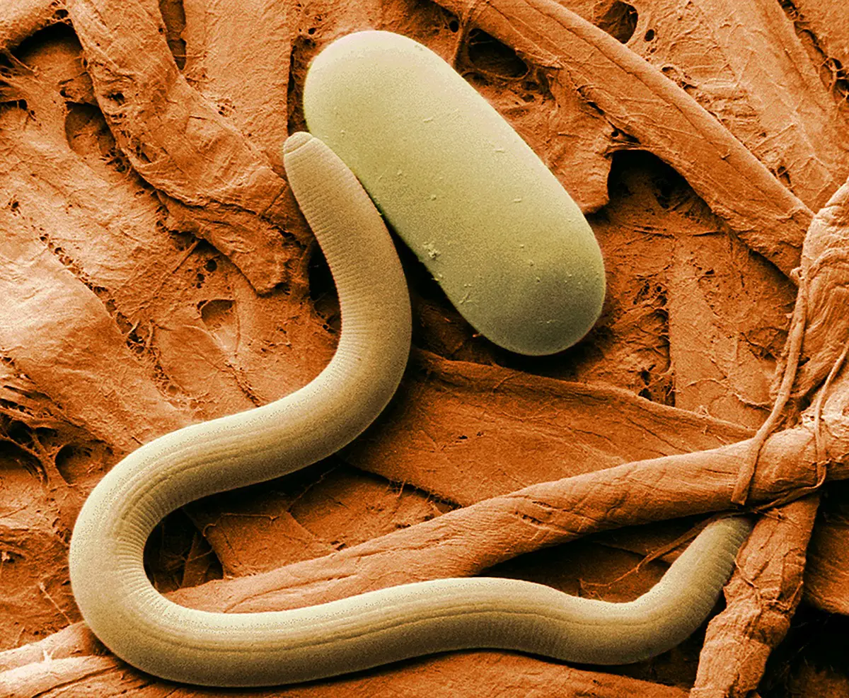 Nematodes in crops: what are they, how they attack and how to eliminate them