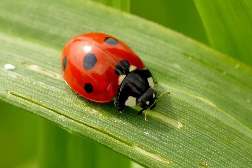 What is the ladybug like and what to do to attract it to the garden?