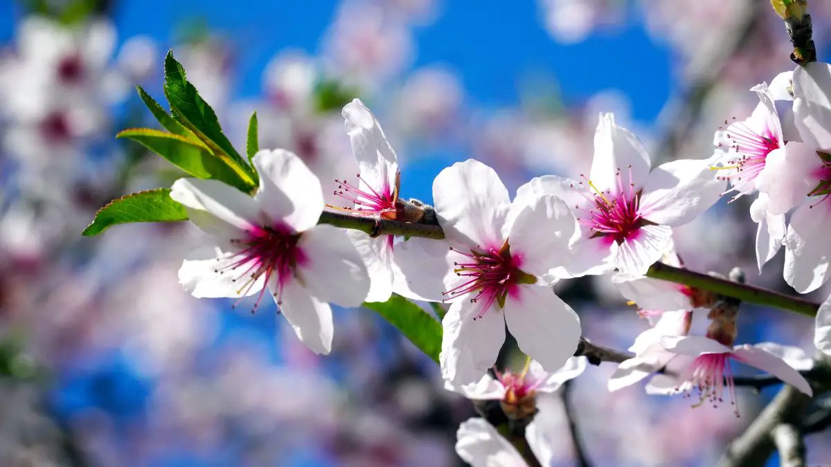 Almond tree diseases: these are the most common