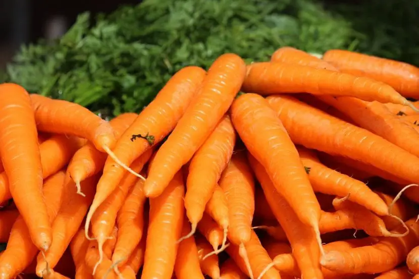 When and how to plant carrots?